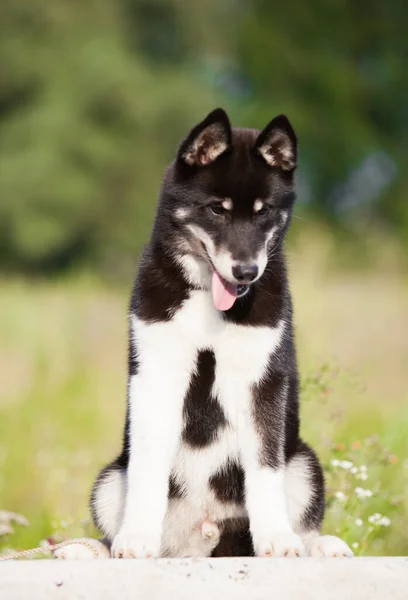 Husky Welpe Der Aussieht Wie Ein Wolf — Stockfoto
