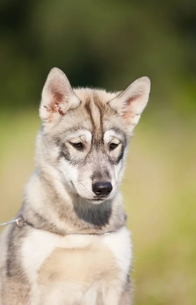 Husky Cachorro Que Parece Lobo — Foto de Stock