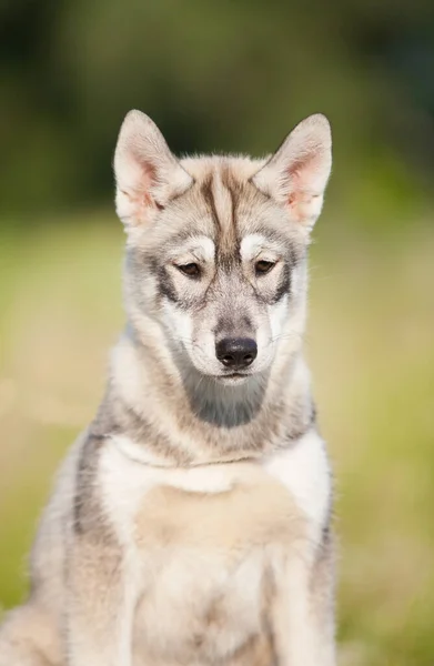 オオカミのように見えるハスキー子犬 — ストック写真