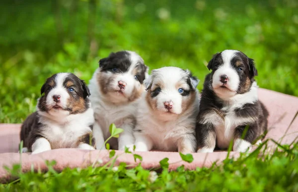 Litter Newborn Australian Shepherd Puppies Stock Photo