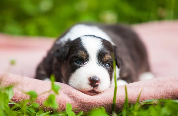 Australian Shepherd Tricolor Puppy Park Stock Image