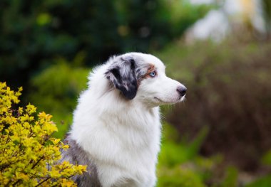 Mermer köpek Minyatür Amerikan Çobanı