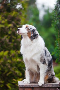 Mermer köpek Minyatür Amerikan Çobanı