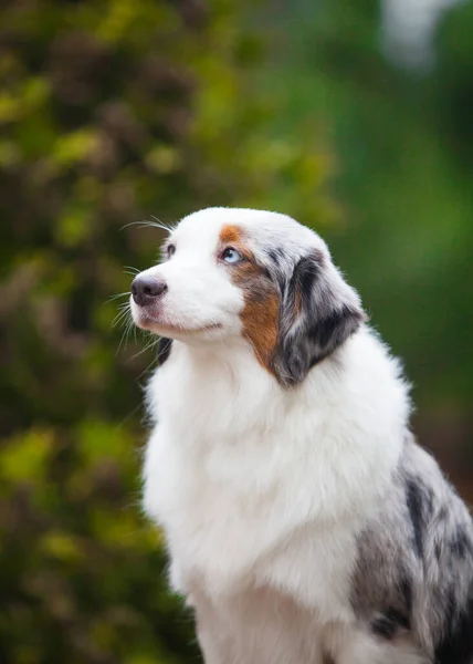Mermer Köpek Minyatür Amerikan Çobanı — Stok fotoğraf