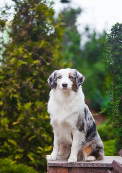 大理石の犬の品種ミニチュアアメリカの羊飼い — ストック写真