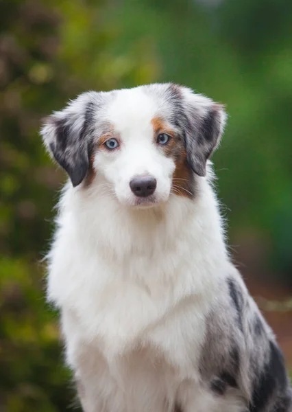 Marmeren Hond Ras Miniatuur Amerikaanse Herder — Stockfoto