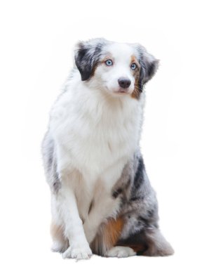 Minyatür Amerikan çobanı beyaz arka planda izole edildi.