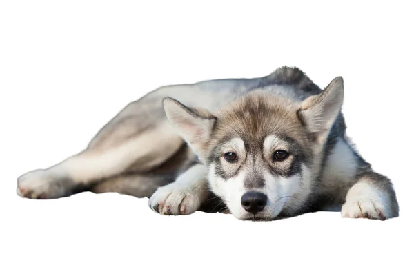 Isolado Husky Siberiano Sobre Fundo Branco — Fotografia de Stock