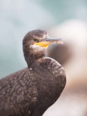 Akdeniz 'deki Karabatak Avrupalı