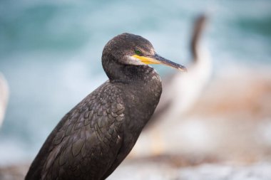 Akdeniz 'deki Karabatak Avrupalı