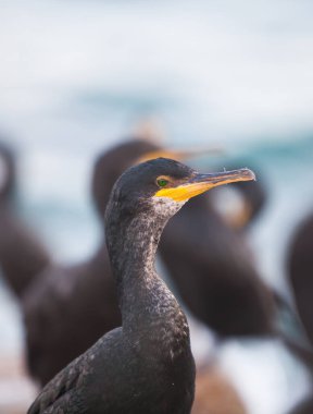 Akdeniz 'deki Karabatak Avrupalı