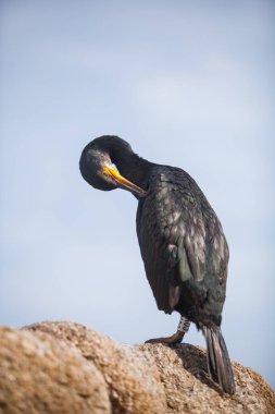 Akdeniz 'deki Karabatak Avrupalı