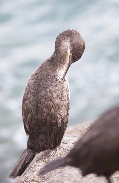 Cormorant European Mediterranean Sea — Stock fotografie