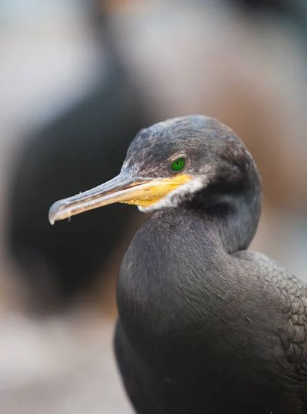 Cormorant European Mediterranean Sea — Stock fotografie