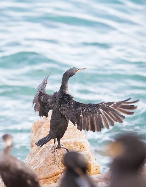 Cormorant Européen Sur Mer Méditerranée — Photo