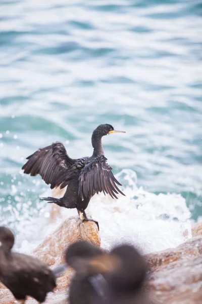 Cormorant Européen Sur Mer Méditerranée — Photo