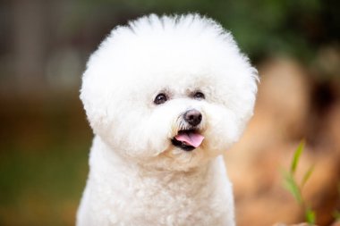 Bichon Frize cinsinin şirin beyaz köpekleri.