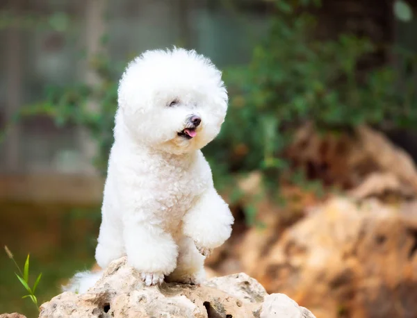 Симпатичные Белые Собаки Породы Бишон Фриз — стоковое фото