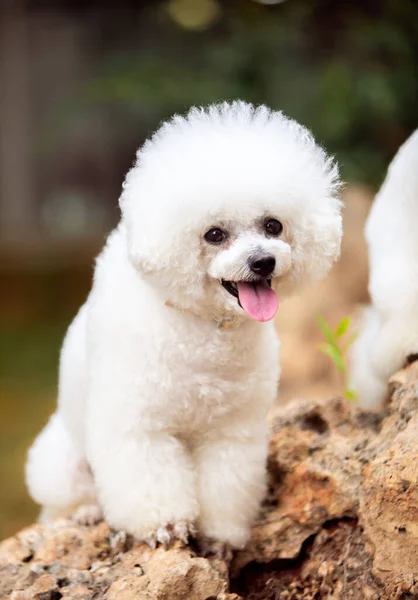 Bichon Frize cinsinin şirin beyaz köpekleri.