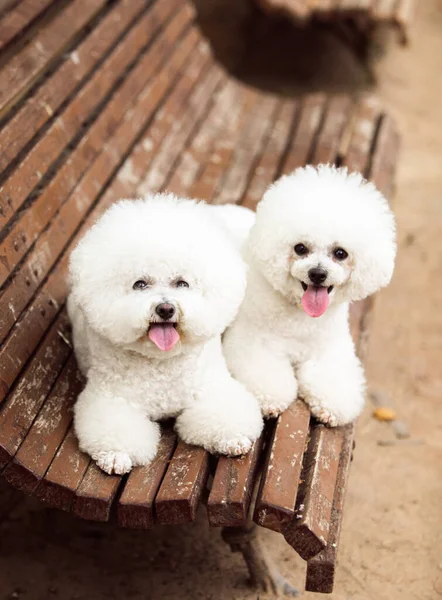 Cute Białe Psy Rasy Bichon Frize — Zdjęcie stockowe