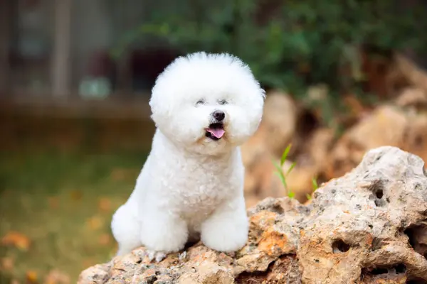 stock image Cute white dogs of the Bichon Frize breed