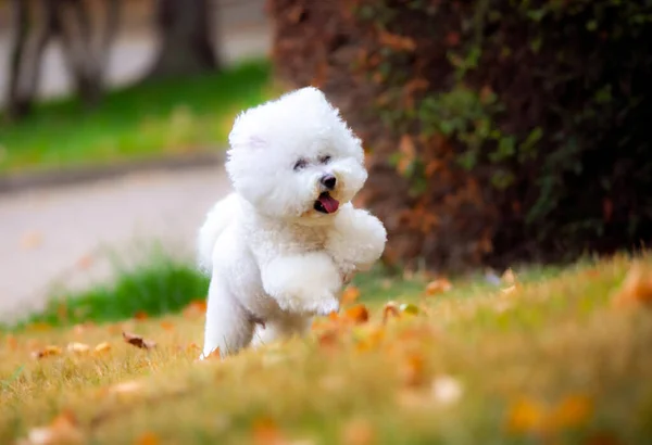 ビチョンフライズ品種のかわいい白い犬 — ストック写真