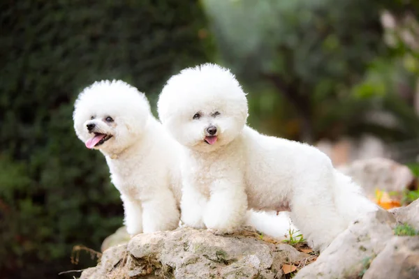 Χαριτωμένα Λευκά Σκυλιά Της Φυλής Bichon Frize — Φωτογραφία Αρχείου