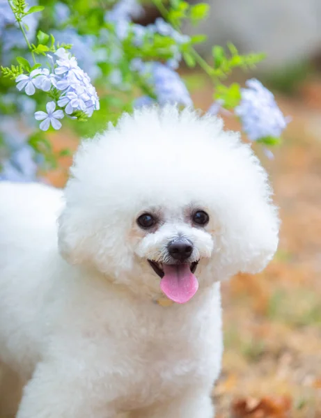 Bichon Frize品种的可爱的白狗 — 图库照片