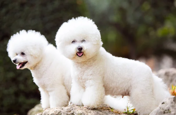 Cute White Dogs Bichon Frize Breed Stock Image