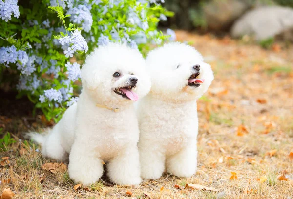 Cute Białe Psy Rasy Bichon Frize Obrazek Stockowy