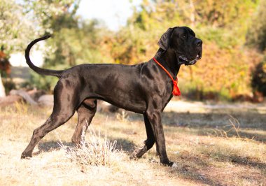 Açık yürüyen Danua köpek