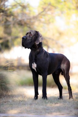 Açık yürüyen Danua köpek