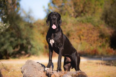 Açık yürüyen Danua köpek