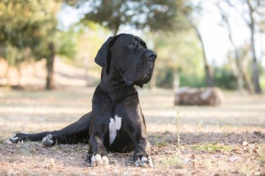 Açık yürüyen Danua köpek