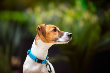 Köpek yetiştiricisi Jack Russell Terrier yakalı, parkta itaatkar.