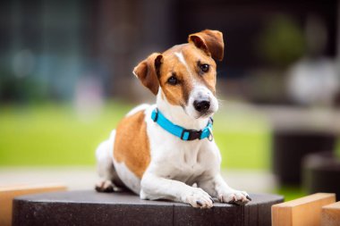 Köpek yetiştiricisi Jack Russell Terrier yakalı, parkta itaatkar.