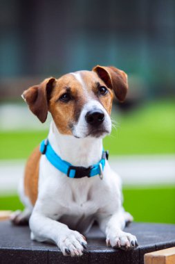 Köpek yetiştiricisi Jack Russell Terrier yakalı, parkta itaatkar.