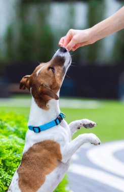 Köpek yetiştiricisi Jack Russell Terrier yakalı, parkta itaatkar.