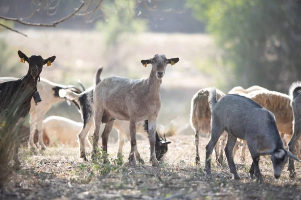 Troupeau Chèvres Paissent Sur Une Prairie Montagne — Photo