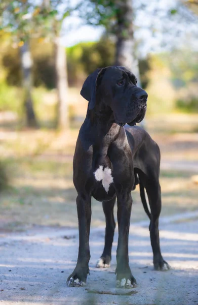 Grand Danois Hund Promenader Utomhus — Stockfoto