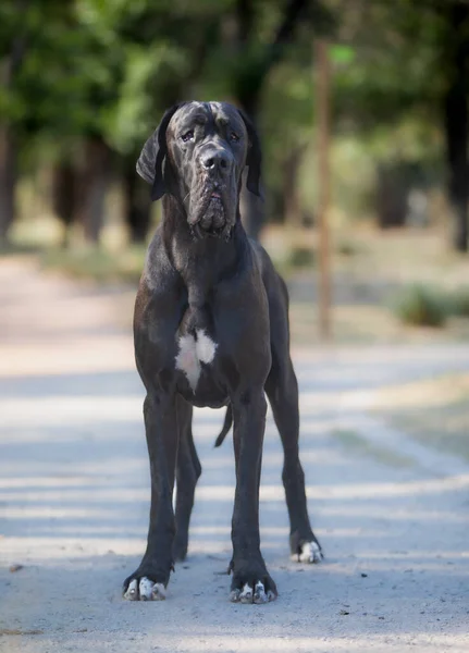 Great Dane Anjing Berjalan Luar Ruangan — Stok Foto