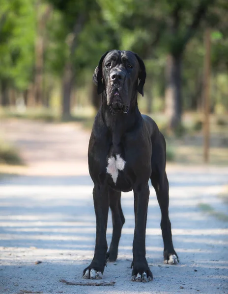 Grand Danois Hund Promenader Utomhus — Stockfoto