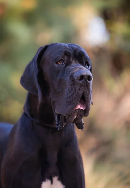 Большая Датская Собака Гуляет Открытом Воздухе — стоковое фото