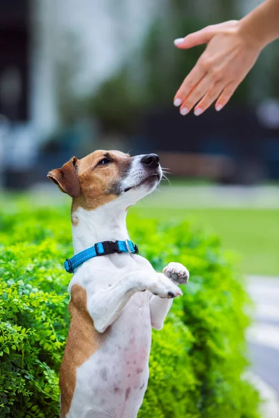 Hund Ras Jack Russell Terrier Krage Lydnad Parken — Stockfoto