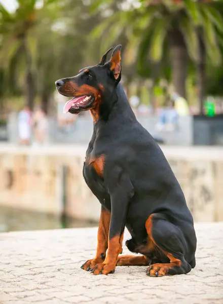 Doberman Pinscher Obediência Cão Parque — Fotografia de Stock