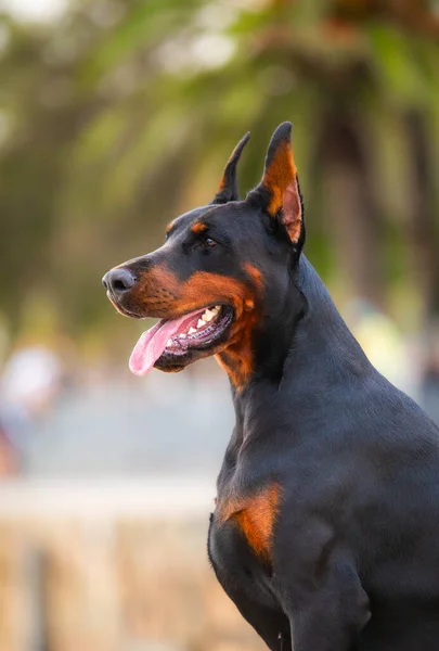 ドーバーマン ピンシャー 公園での犬の服従 — ストック写真