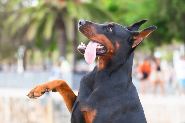 ドーバーマン ピンシャー 公園での犬の服従 — ストック写真