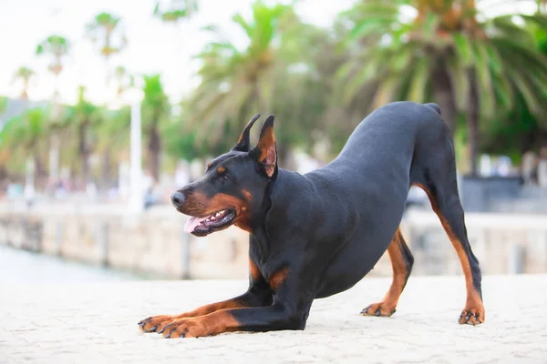 Ντόμπερμαν Πίνσερ Υπακοή Σκύλου Στο Πάρκο — Φωτογραφία Αρχείου