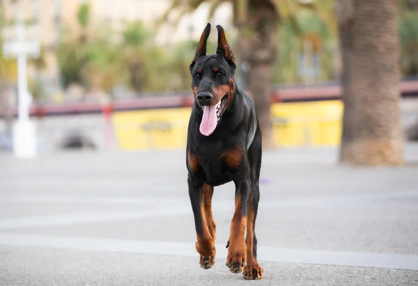 Doberman Pinscher Dog Obedience Park — Stock Photo, Image