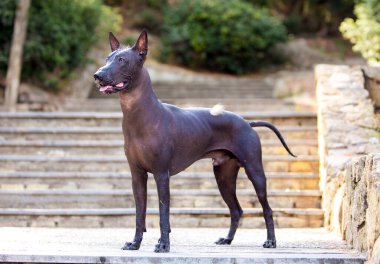Bir Meksika Kılsız Köpeği (xoloitzcuintle, Xolo) portresi yeşil ağaçların arka planında bir parkta